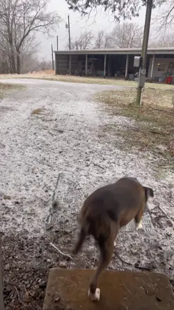 Dog 🧊 