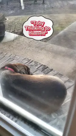 Guard Dog