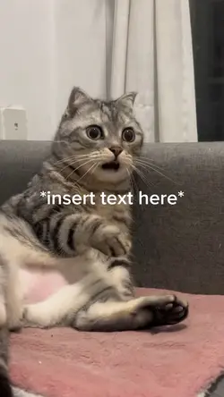 Surprised Cat