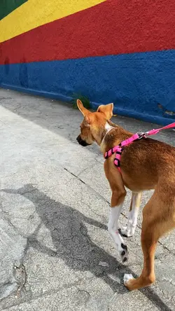 HORA DO PASSEIO 