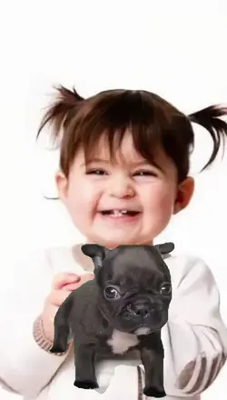 funny dog

