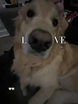 puppy love