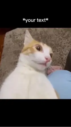 Flabbergasted cat