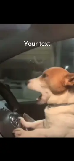Dog drivin