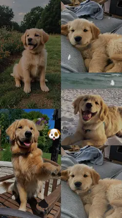 SEI CACHORRO 🐶✨