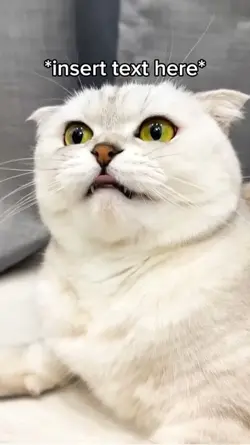 Evil Cat