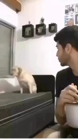 Dog dance