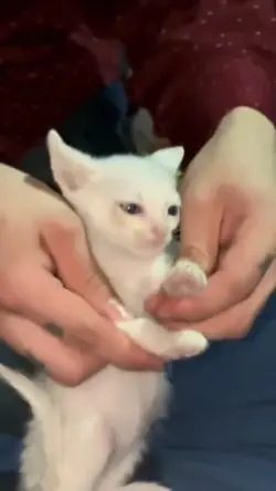 Mexican Cat Dancin