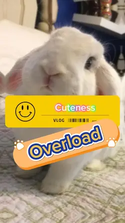 Velocity Cuteness 