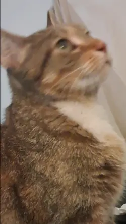 hello are you there