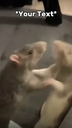 Rats Fighting Meme