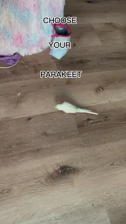 CHOOSE YOUR BIRD >:D