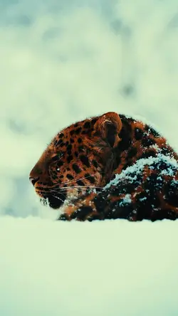 snow animals