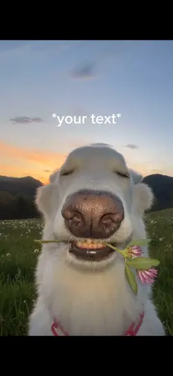 Pretty dog