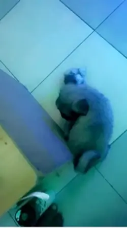Puppy