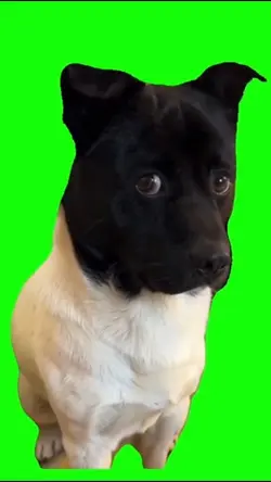 Guilty Dog 