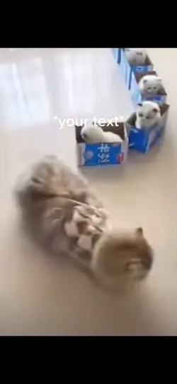 Cat train