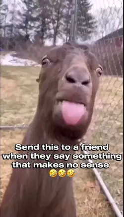 Donkey meme