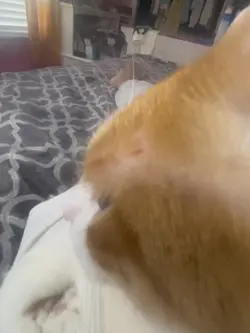 Not evil kittuh 🤯🤯💀💀
