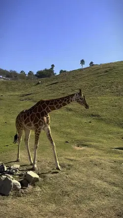Giraffe !! 🦒