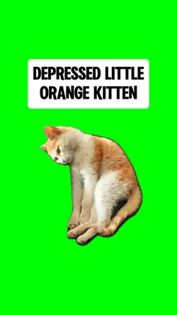DEPRESSED KITTEN