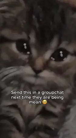 🥺 cat