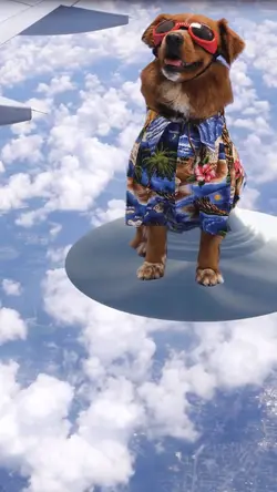 Flying Dog UFO