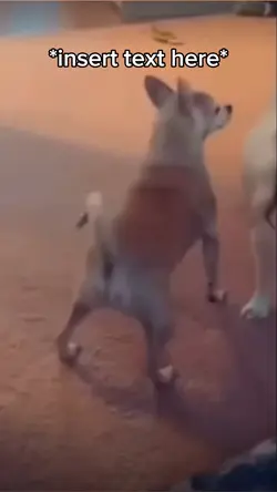 Dog Dancing 