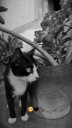 luto, animal,4 patas