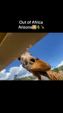 Giraffe kisses