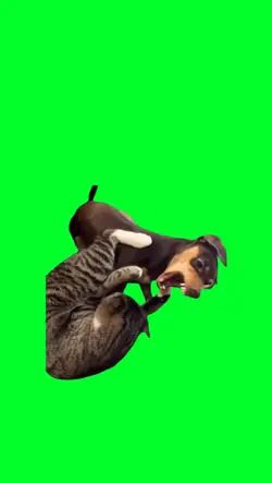 Intense fight