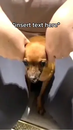 Dog Car Meme