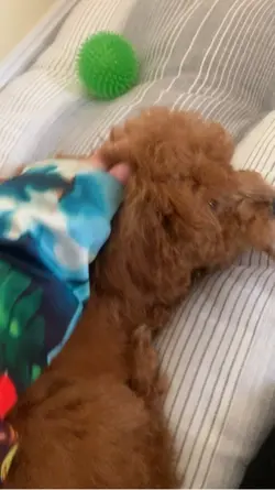 New dog named teddy😍