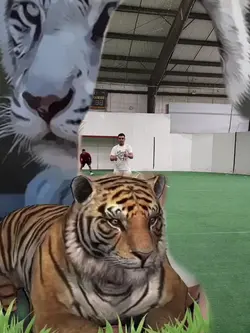 tigre