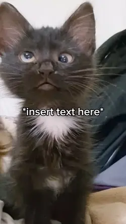 Cat Kid 😂
