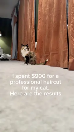 Pet jokes 
