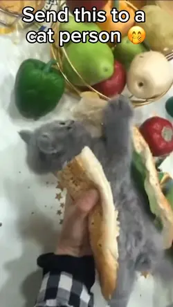 Cat Snack