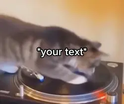 Cat spin