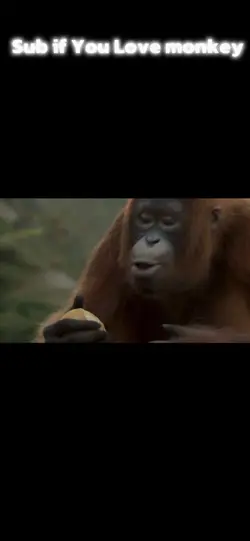 Insane Monkey Edit 
