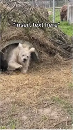 Bear Nap