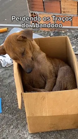Perdendo os Traços