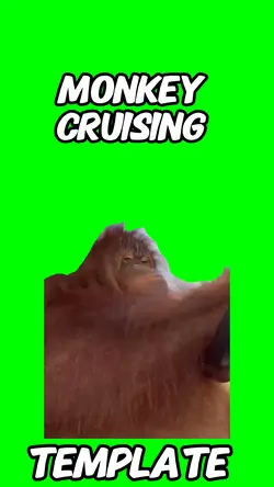 Monkey driving 