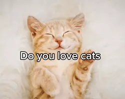 SAVE THE CATS