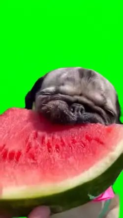 Pug eating wödèmælon