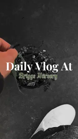 Daily Vlog