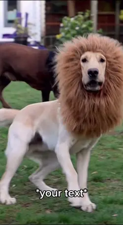 Lion dogs 