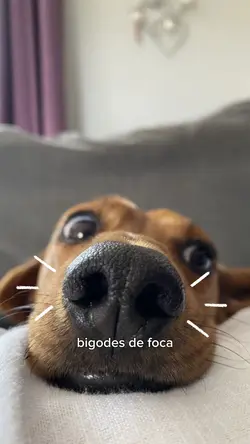 Bigodes de foca
