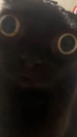 Cats!!