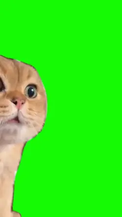 Gato miando
