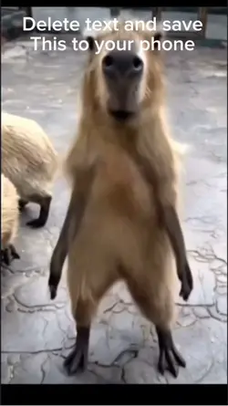 Capybara Dance